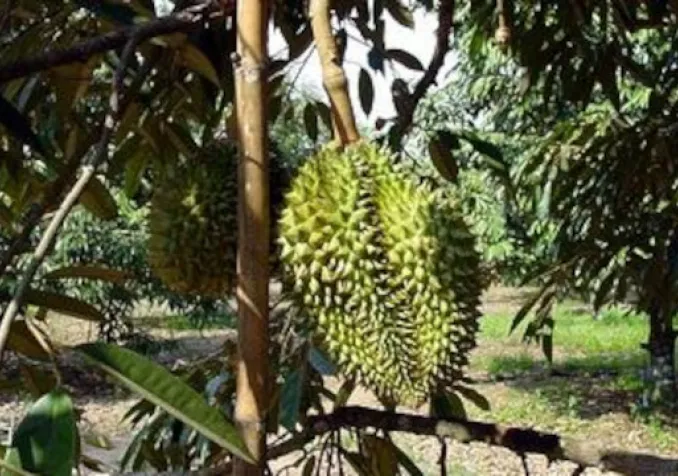 bijlmakers
