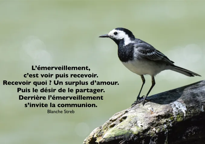L'élégante bergeronnette grise. © R. Rindlisbacher