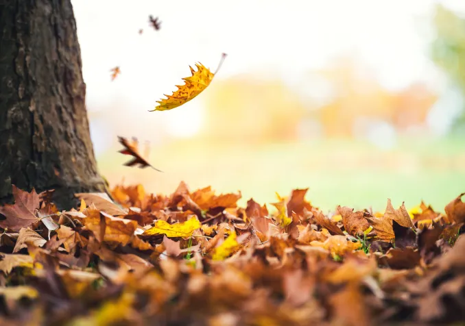 iStock