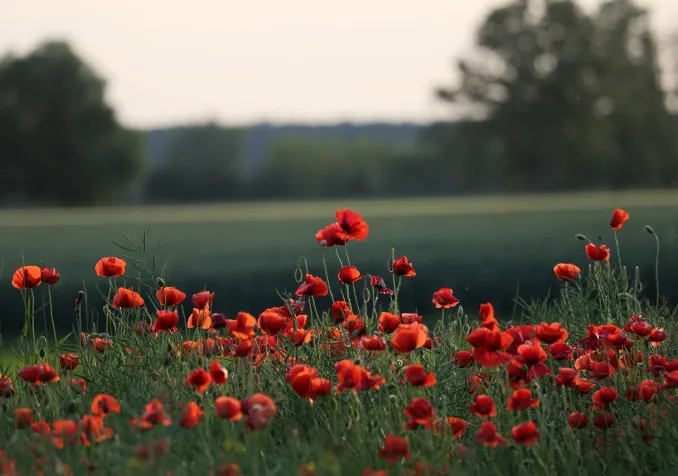 campagne