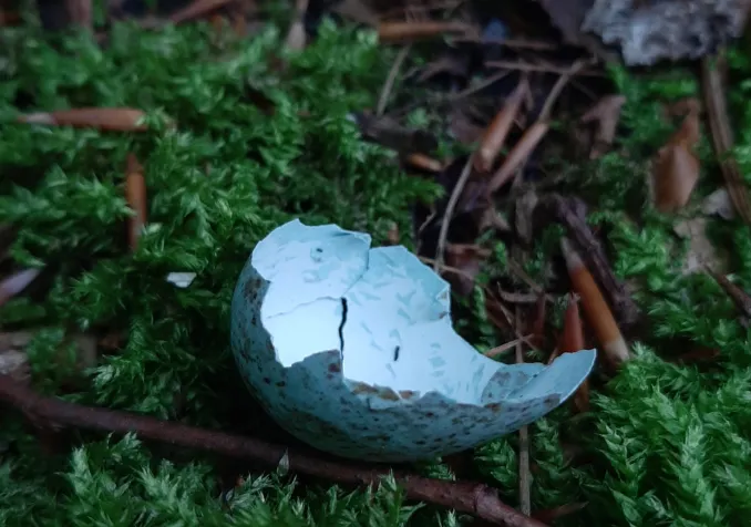 Fragile