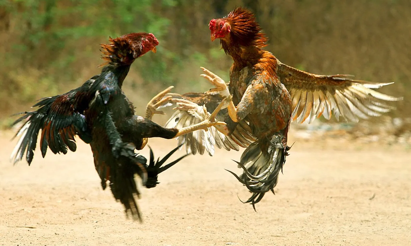 Un combat de coqs ©Wikimedia Commons/Amshudhagar/CC BY-SA 3.0
