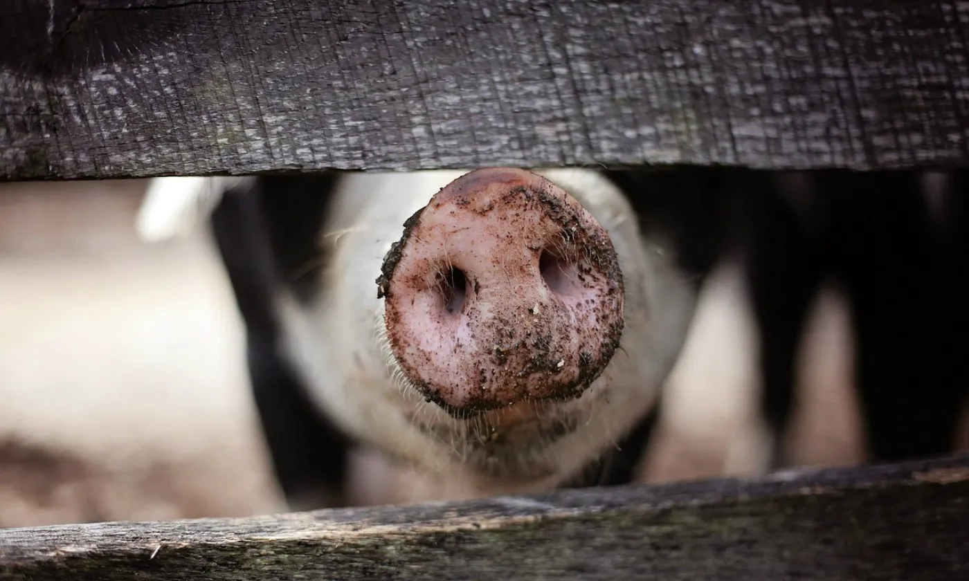 Festival du cochon au lac Toba, Indonésie Pixabay