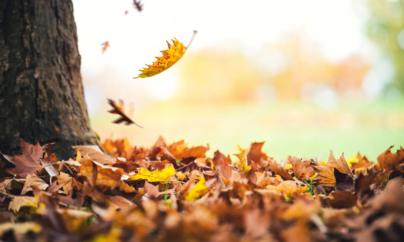 iStock