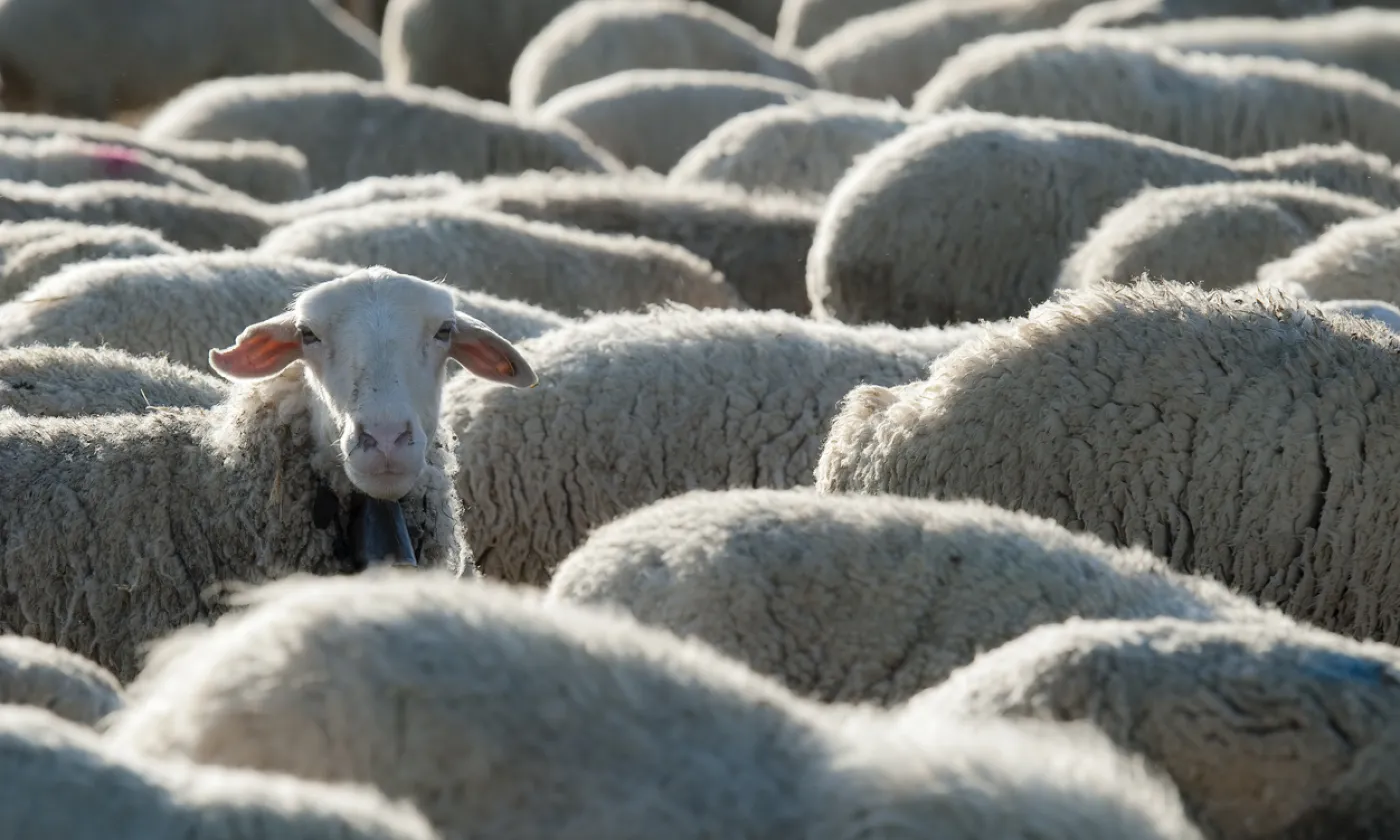 Dans l'Ancien Testament, le sacrifice est synonyme de fête. Image d'illustration. © iStock/angelsimon Dans l'Ancien Testament, le sacrifice est synonyme de fête. Image d'illustration. © iStock/angelsimon