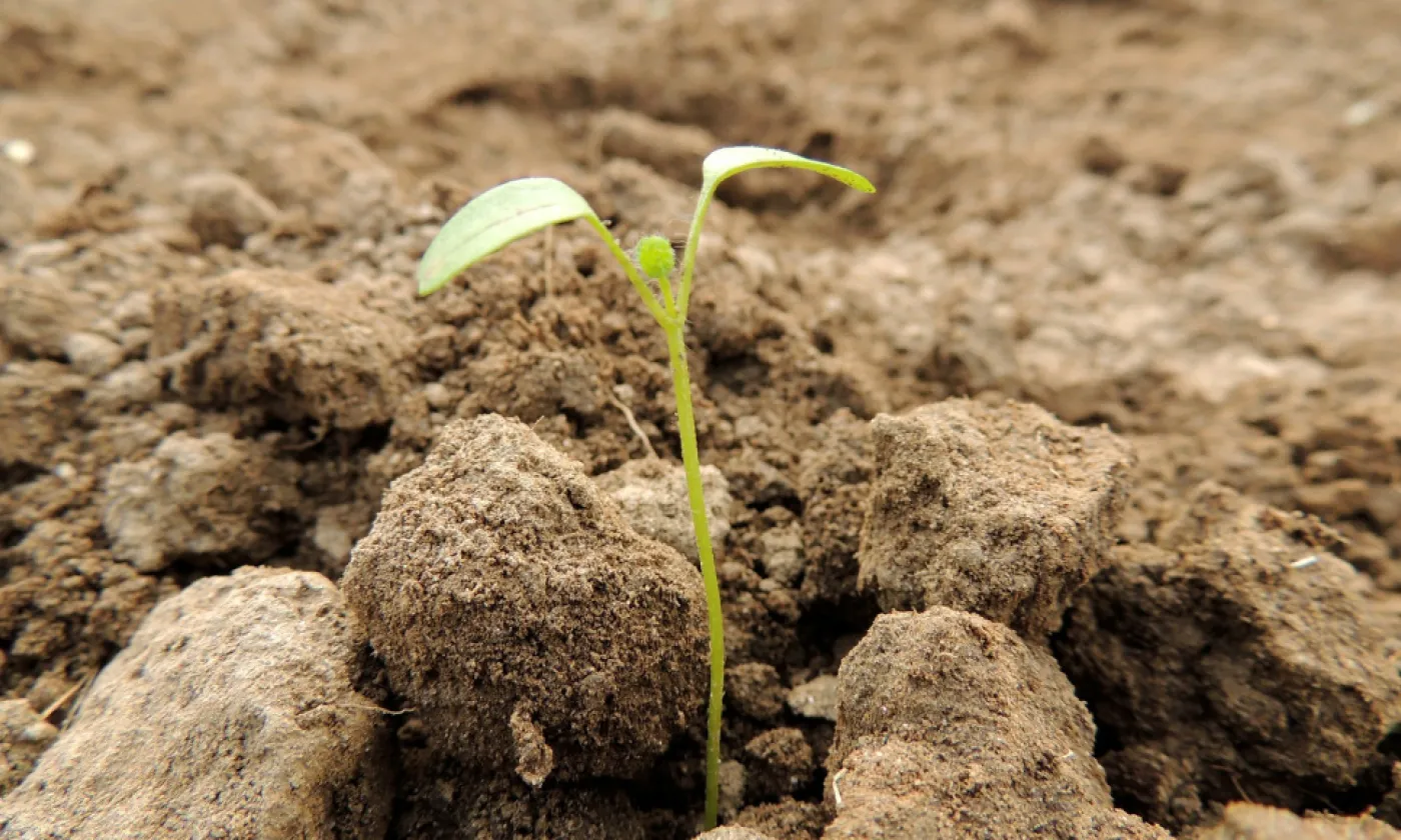 Germination