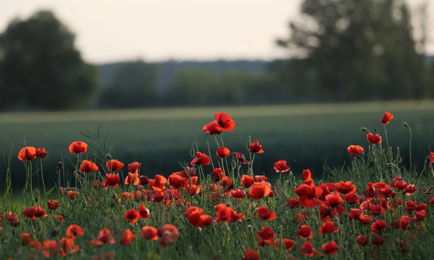 campagne campagne