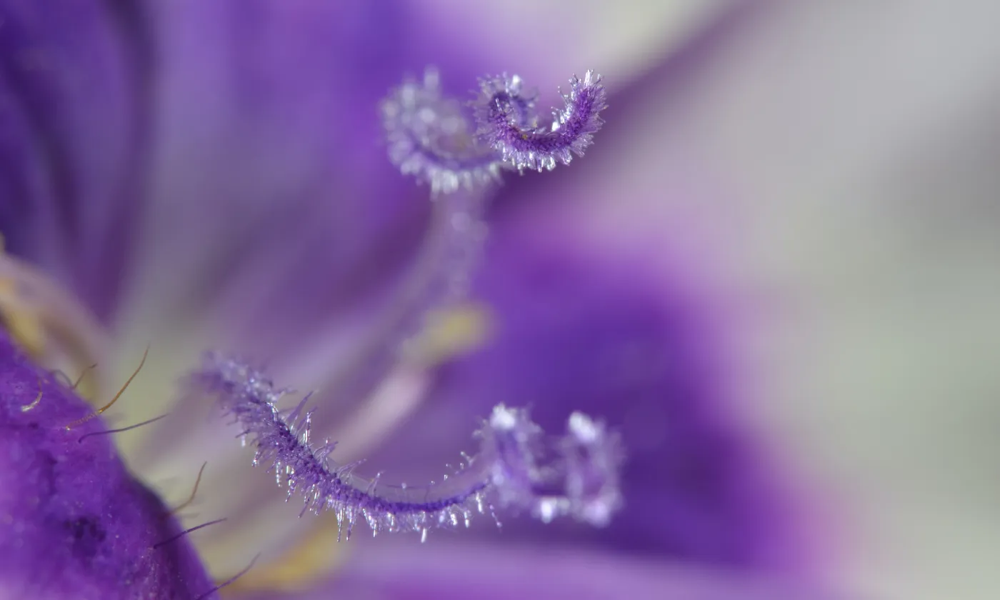 Laura Ockel/Unsplash